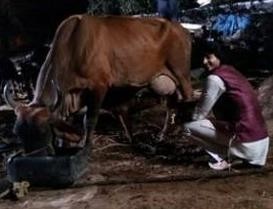 Tere Sheher Mein: Mantu and Amaya love story blooms in cow shed